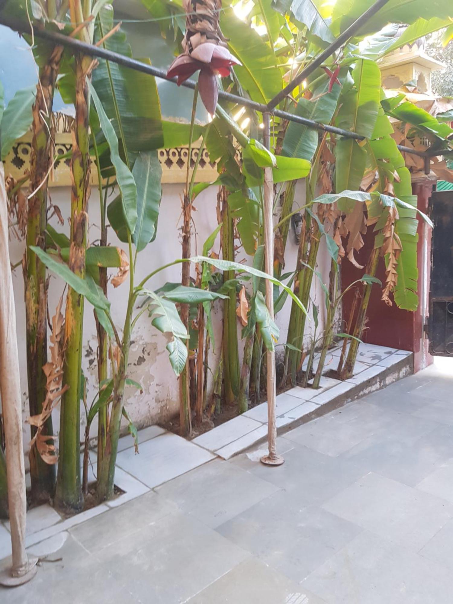 Sureli Haveli Apartment Jaipur Phòng bức ảnh
